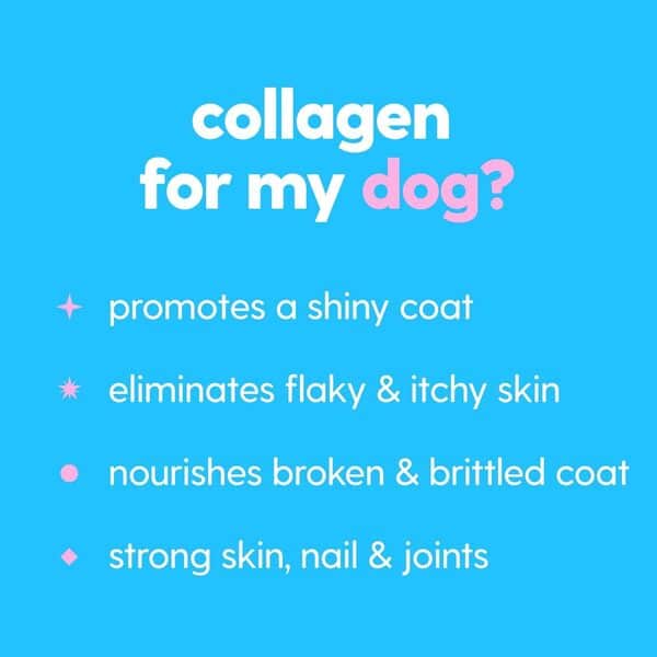 Complément peau et pelage pour chiens, chats, collagène liquide Taily pour chiens, soulagement des démangeaisons pour chiens allergiques, avec collagène alimentaire à l'herbe, biotine, vitamine C et