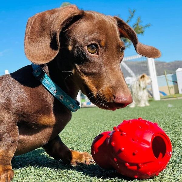 Nylabone Jouet à mâcher et à gâter pour chiens – Jouets interactifs à mâcher et à friandises pour chiens