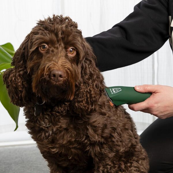 Cavapoo Tondeuse professionnelle sans fil pour chien avec lame 10F et 4 peignes guides