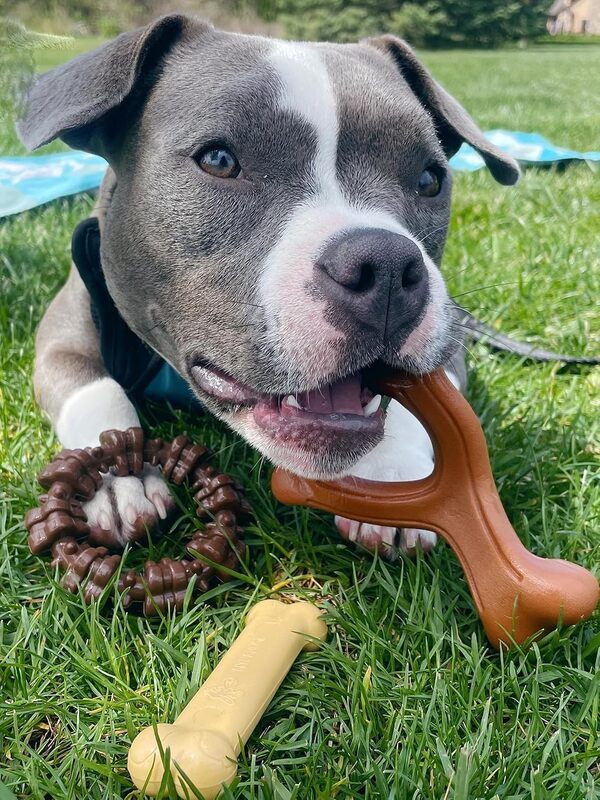 Nylabone Lot de 3 Jouets à Mâcher Puissants pour Chiens Agressifs - Indestructibles pour Petite Taille en 3 Formes et Saveurs - Mélange Préféré des Clients