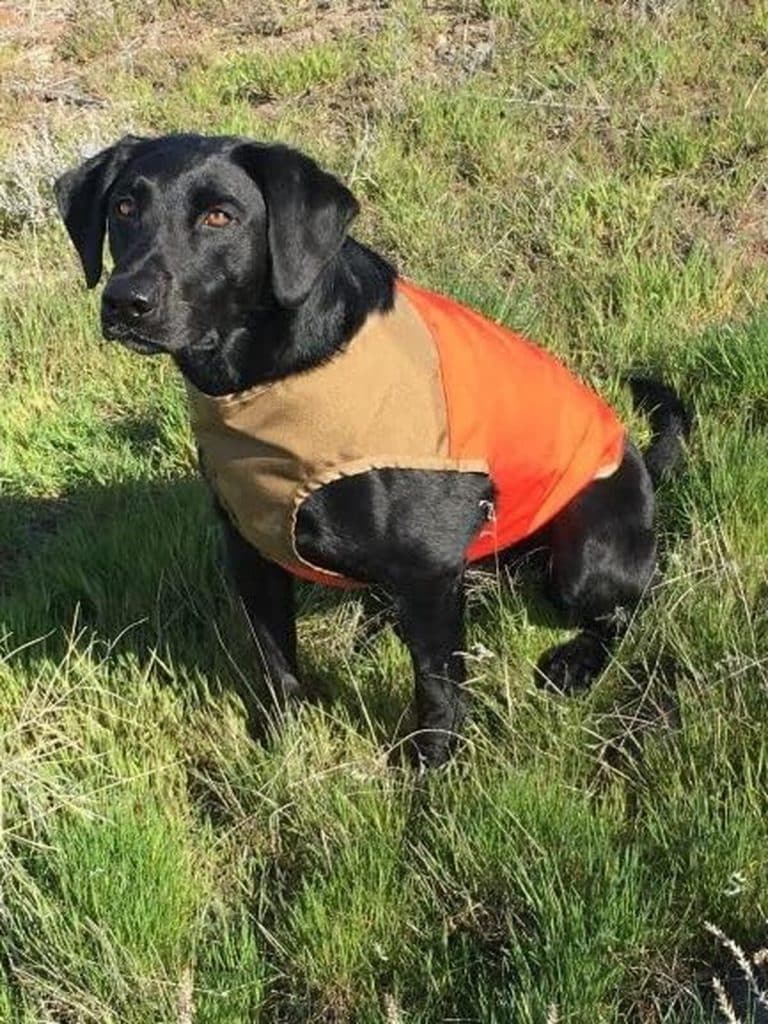 Test du gilet de protection pour chien Cuga Active MED