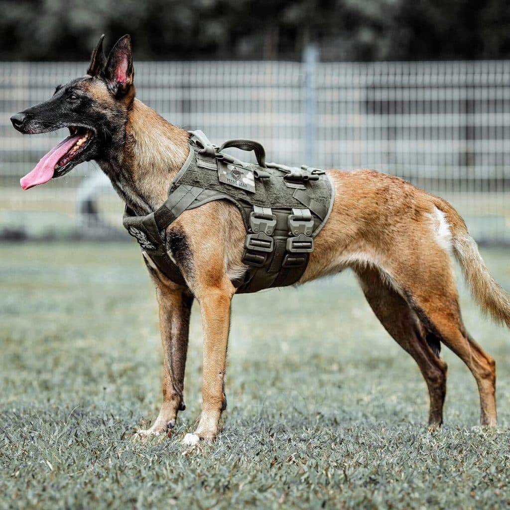 Test du harnais tactique Petac Gear K9 pour chien