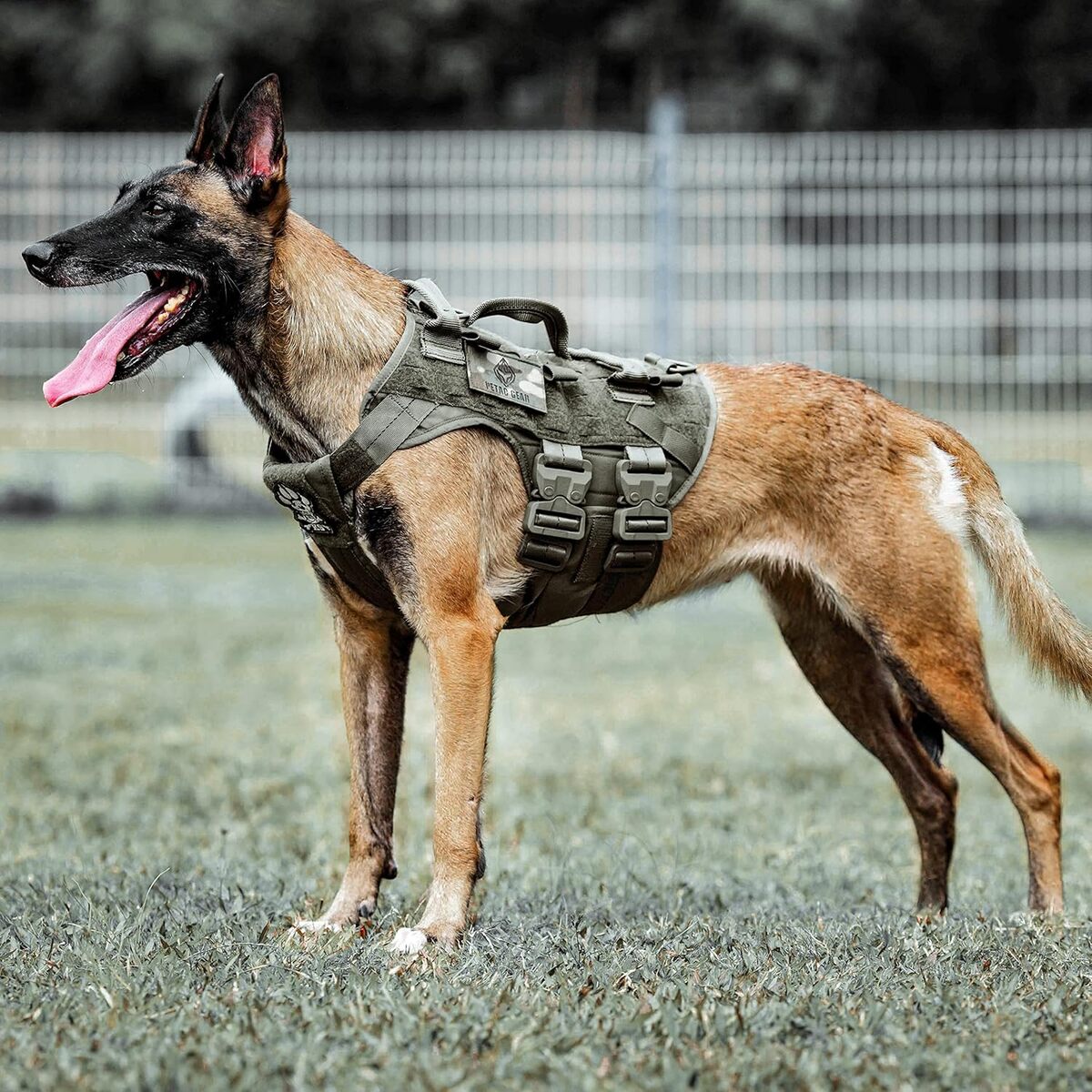 Test du harnais tactique Petac Gear K9 pour chien