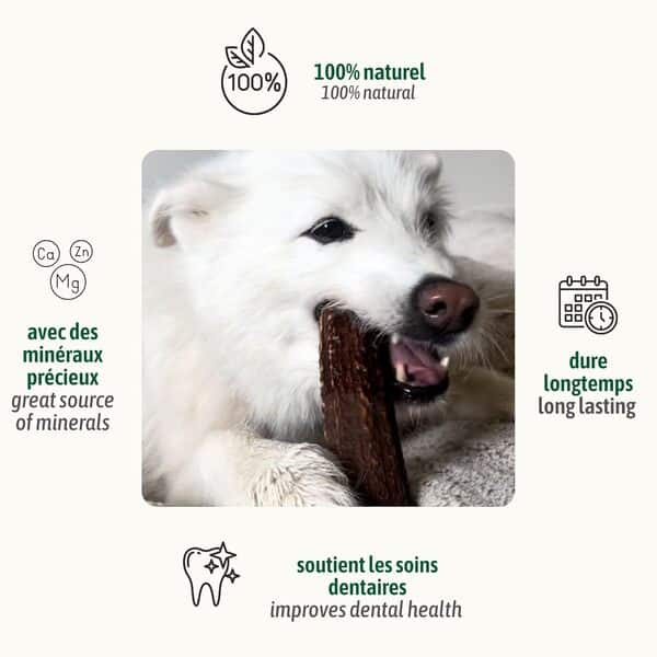 ChronoBalance-XS Bois de Cerf pour Chiens, 100% Naturel, Pièces Entières, Os à Mâcher, Jouet pour Chiens, Soin Dentaire, Riche en Minéraux et Nutriments, Longue Durée, Lot de 5