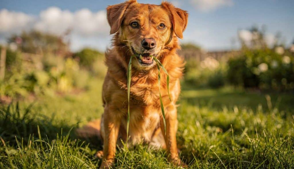Pourquoi mon chien mange-t-il de l'herbe ?