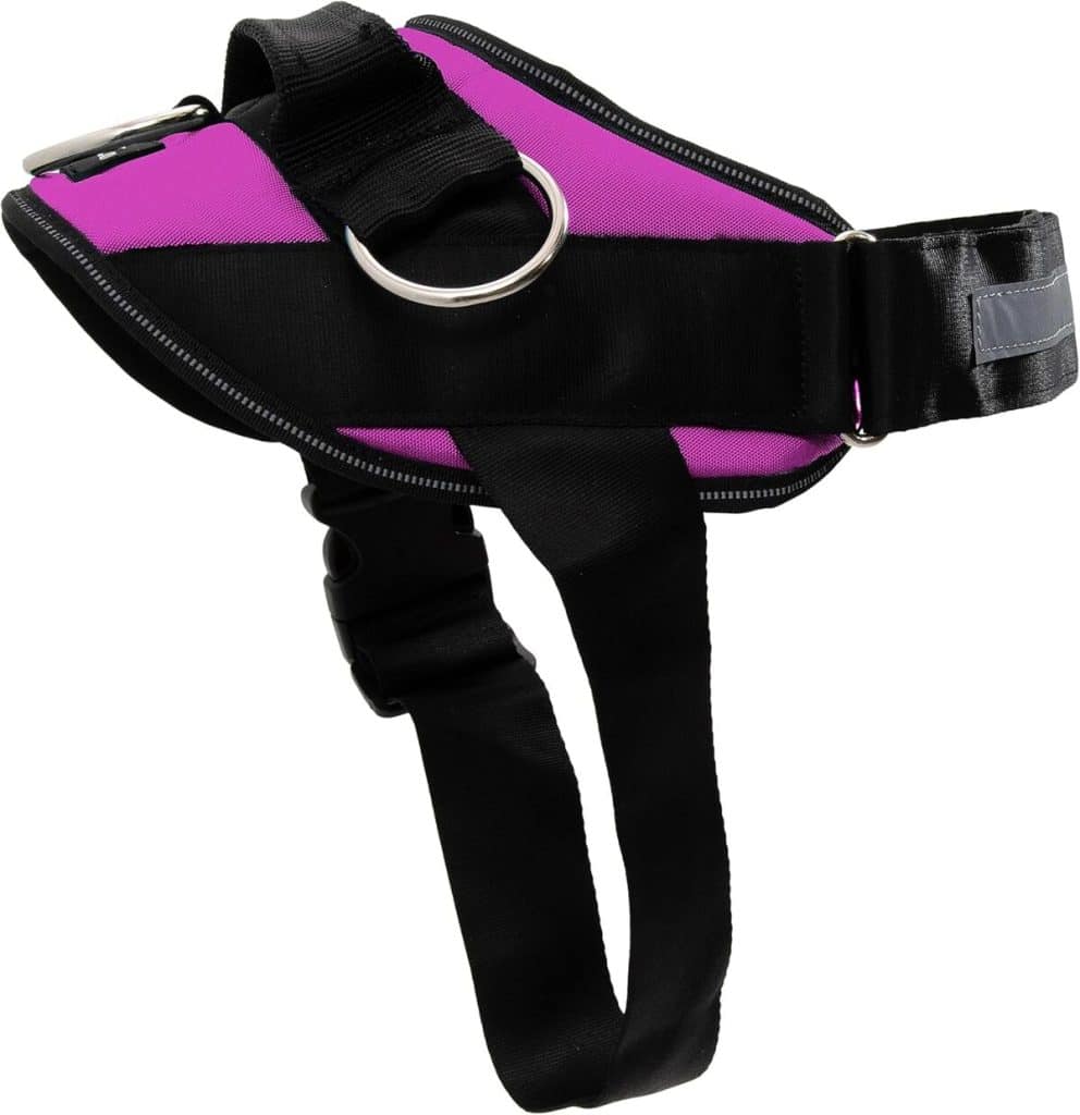 Test du harnais ShawnCo Essential pour chien : confort et sécurité garantis