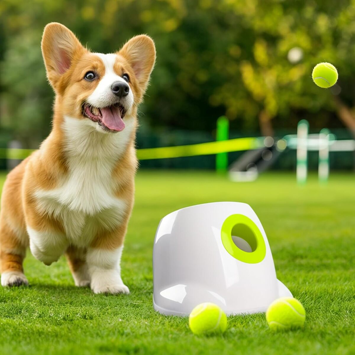 Test du lanceur de balle automatique All For Paws pour chiens
