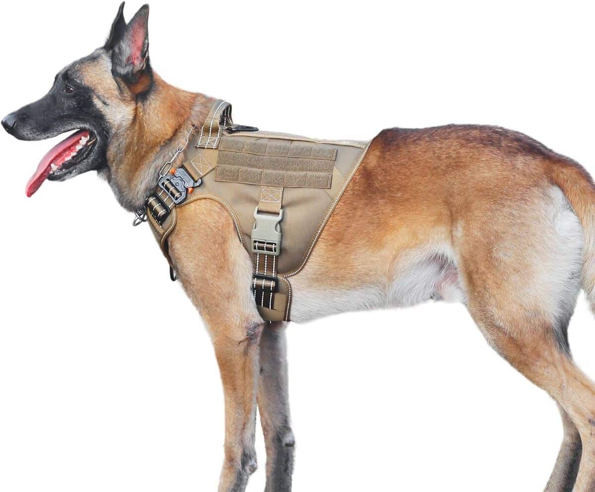 Test : harnais ICEFANG GN1 pour chien, bonne visibilité et confort