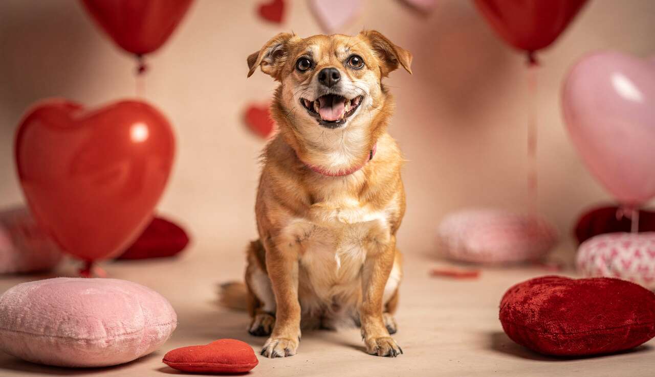 Activités de Saint-Valentin pour votre chien
