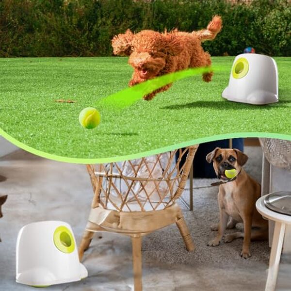 Découvrez notre analyse détaillée du lanceur de balles automatique All For Paws mini : performances, avantages et si cet accessoire est fait pour votre chien.