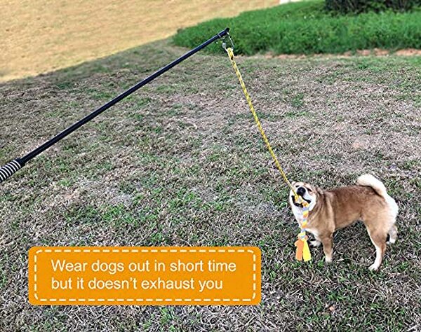 Découvrez notre test détaillé du dewonch flirt pole : le jouet d'entraînement idéal pour stimuler l'énergie et les réflexes de votre chien sportif.