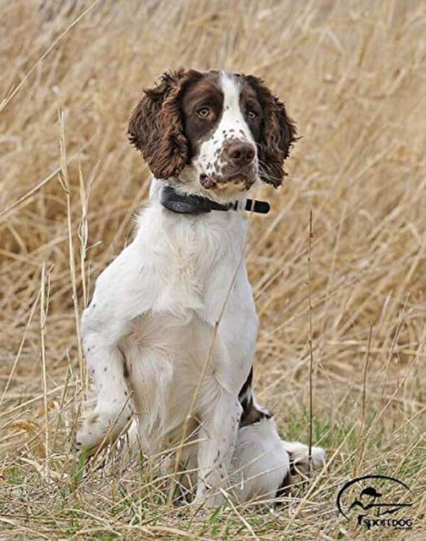  Découvrez l'efficacité du collier SportDOG SportTrainer pour un dressage jusqu'à 1200 m. Avis sur ses fonctionnalités avancées et conseils d'utilisation.