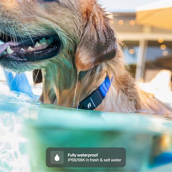 Découvrez notre test complet du collier Fi Series 3+ : un collier intelligent pour chien équipé d'un traqueur GPS et d'un moniteur d'activité qui assurent sécurité et bien-être à votre compagnon à quatre pattes.
