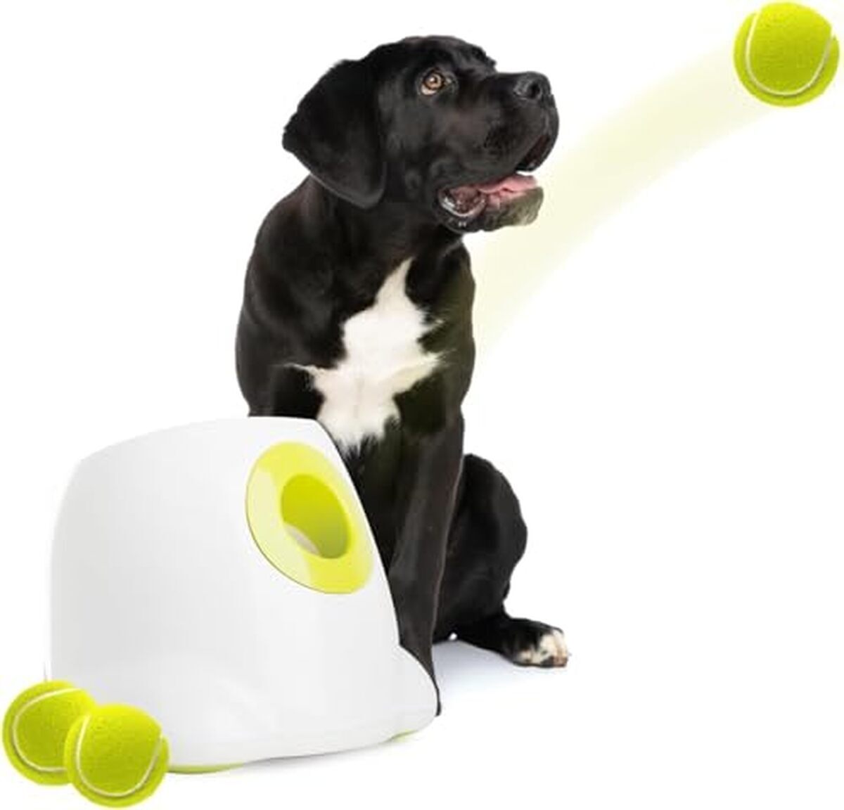 Test du lanceur automatique Hyperfetch pour chiens de All for Paws